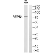 Western blot analysis of extracts from rat heart cells, using REPS1 antibody.