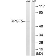 Western blot analysis of extracts from RAW264.7 cells, using RAPGEF5 antibody.