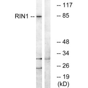 Western blot analysis of extracts from K562 cells, using RIN1 antibody.