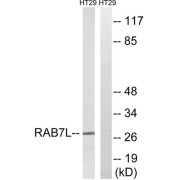 Western blot analysis of extracts from HT-29 cells, using RAB7L1 antibody.