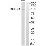 Western blot analysis of extracts from A549 cells, using RHPN1 antibody.