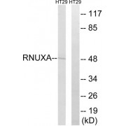 Western blot analysis of extracts from HT-29 cells, using RNUXA antibody.