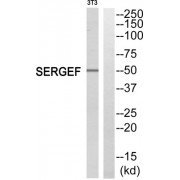 Western blot analysis of extracts from NIH/3T3 cells, using SERGEF antibody.