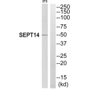 Western blot analysis of extracts from NIH/3T3 cells, using SEPT14 antibody.