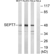 Western blot analysis of extracts from MCF-7 cell, HuvEc cells and HeLa cells, using SEPT7 antibody.