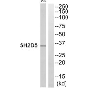 Western blot analysis of extracts from 293 cells, using SH2D5 antibody.