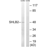 Western blot analysis of extracts from COS cells, using SH3GLB2 antibody.