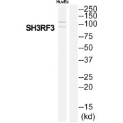SH3 Domain Containing Ring Finger 3 (SH3RF3) Antibody