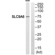 Western blot analysis of extracts from RAW264.7 cells, using SLC9A6 antibody.