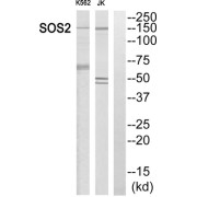 Western blot analysis of extracts from K562 cells and Jurkat cells, using SOS2 antibody.