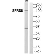 Western blot analysis of extracts from 293 cells, using SFRS8 antibody.