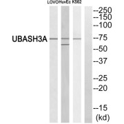 Western blot analysis of extracts from LOVO cells, HuvEc cells and K562 cells, using UBASH3A antibody.