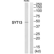 Western blot analysis of extracts from HuvEc cells, using SYT13 antibody.