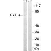 Western blot analysis of extracts from 3T3 cells, using SYTL4 antibody.