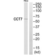 Western blot analysis of extracts from HeLa cells, using CCT7 antibody.