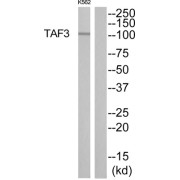 Western blot analysis of extracts from K562 cells, using TAF3 antibody.