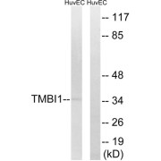 Western blot analysis of extracts from HuvEc cells, using TMBIM1 antibody.