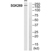 Western blot analysis of extracts from 3T3 cells, using SGK269 antibody.