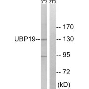 Western blot analysis of extracts from 3T3 cells, using USP19 antibody.