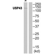 Western blot analysis of extracts from JK cells, using USP43 antibody.