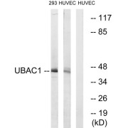 Western blot analysis of extracts from 293 cells and HUVEC cells, using UBAC1 antibody.