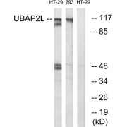 Western blot analysis of extracts from HT-29 cells and 293 cells, using UBAP2L antibody.