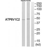 Western blot analysis of extracts from HepG2 cells and HUVEC cells, using ATP6V1C2 antibody.