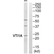 Western blot analysis of extracts from 3T3 cells, using VTI1A antibody.