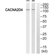 Western blot analysis of extracts from 293 cells and 3T3 cells, using CACNA2D4 antibody.