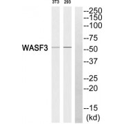Western blot analysis of extracts from 3T3 cells and 293 cells, using WASF3 antibody.