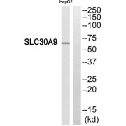 Western blot analysis of extracts from HepG2 cells, using SLC30A9 antibody.