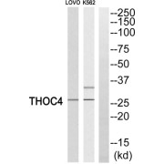 Western blot analysis of extracts from LOVO cells and K562 cells, using THOC4 antibody.