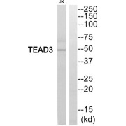 Western blot analysis of extracts from Jurkat cells, using TEAD3 antibody.