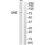 Western blot analysis of extracts from NIH/3T3 cells, using GNE antibody.