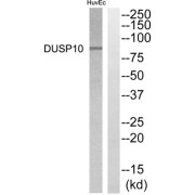 Western blot analysis of extracts from HuvEC cells, using DGKB antibody.