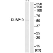 Western blot analysis of extracts from NIH-3T3 cells, using DUSP10 antibody.