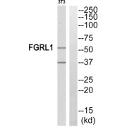 Fibroblast Growth Factor Receptor-Like 1 (FGRL1) Antibody