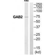 GRB2-Associated-Binding Protein 2 (GAB2) Antibody