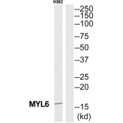 Myosin Light Polypeptide 6 (MYL6) Antibody