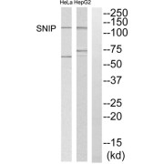 Western blot analysis of extracts from HepG2 and HeLa cells, using SNIP antibody.