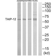 Western blot analysis of extracts from HuvEC, K562, HepG2 and A549 cells, using TAIP-12 antibody.