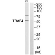 Western blot analysis of extracts from 3T3 cells, using TRAF4 antibody.