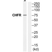 E3 Ubiquitin-Protein Ligase CHFR (CHFR) Antibody