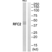 Western blot analysis of extracts from HeLa cells, using RFC2 antibody.