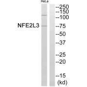 Western blot analysis of extracts from HeLa cells, using NFE2L3 antibody.