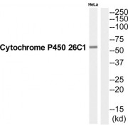 Cytochrome P450 26C1 Antibody