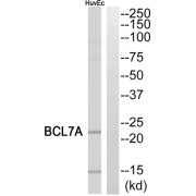 Western blot analysis of extracts from HuvEc cells, using BCL7A antibody.