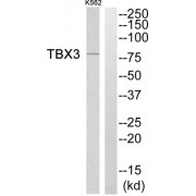 Western blot analysis of extracts from K562 cells, using TBX3 antibody.