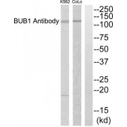 Western blot analysis of extracts from COLO205 cells, using BUB1 antibody.