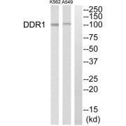 Western blot analysis of extracts from K562 cells and A549 cells, using DDR1 antibody.